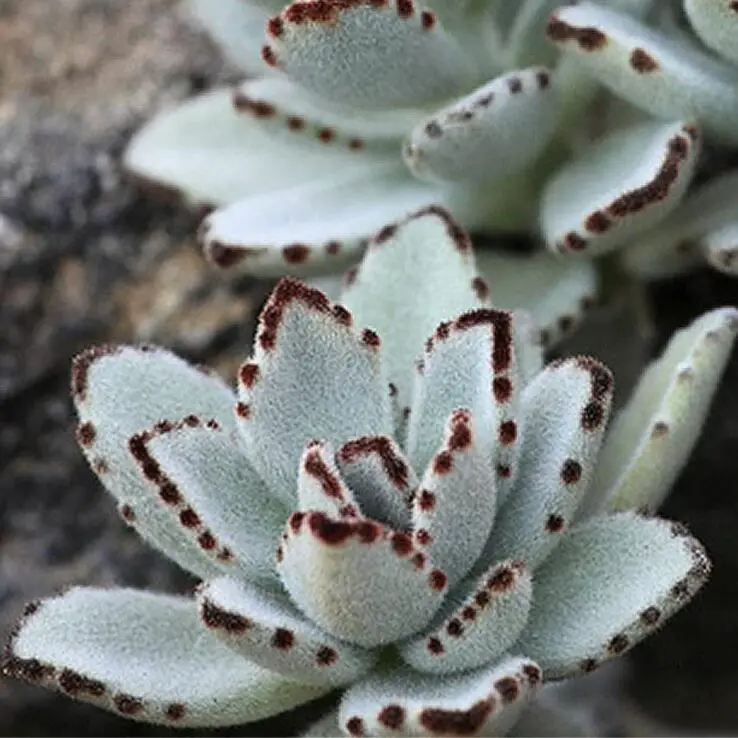 Growing and Caring for Succulents Indoors - Ultimate Guide 8 Panda plant (Kalanchoe tomentosa)