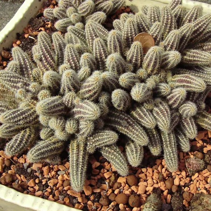 Best Indoor Cactus Varieties 21 Peanut cactus — Echinopsis Chamaecereus