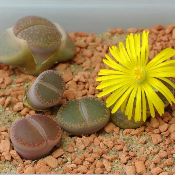 Growing and Caring for Succulents Indoors - Ultimate Guide 14 Pebble plant or living stone (Lithops)