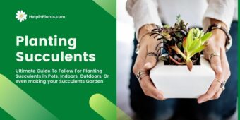 Planting Succulents - Ultimate Step by Step Guide Planting Succulents - Ultimate Step by Step Guide