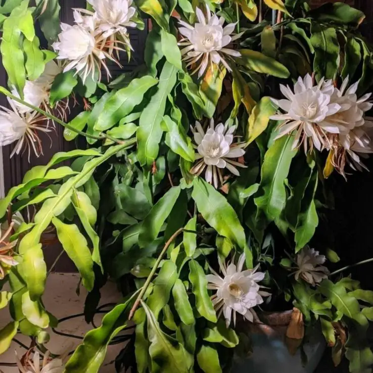 Best Indoor Cactus Varieties 24 Queen of the Night Cactus — Epiphyllum Oxypetalum