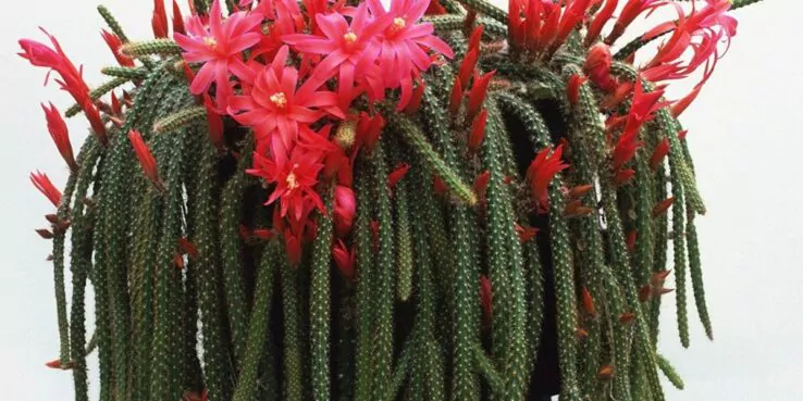 Best Indoor Cactus Varieties 9 Rat Tail Cactus (Aporocactus Flagelliformis)