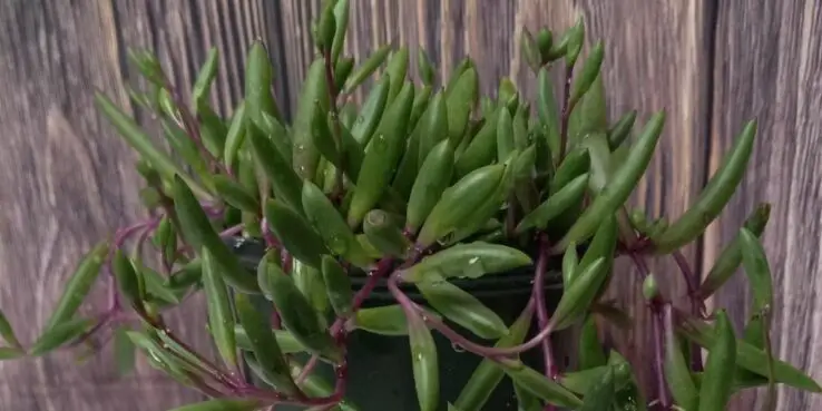 Most Popular Hanging Succulents 6 Ruby Necklace (Othonna Capensis)