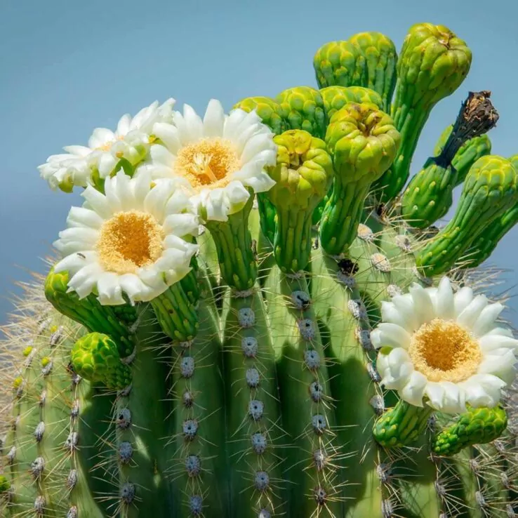 Best Indoor Cactus Varieties 31 Saguaro Cactus — Carnegiea Gigantea