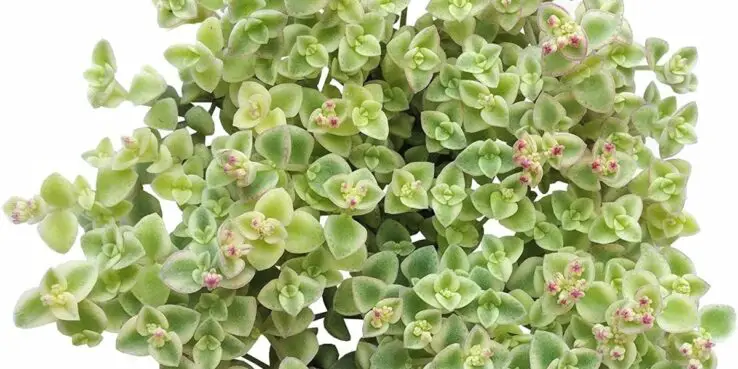 Most Popular Hanging Succulents 11 Sedum Little Missy