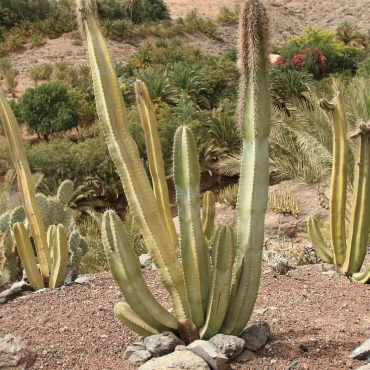 Best Indoor Cactus Varieties 23 Senita cactus — Lophocereus Schottii