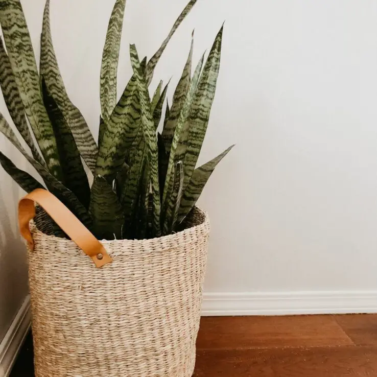 Growing and Caring for Succulents Indoors - Ultimate Guide 3 Snake plant or Mother-in-law tongue (Sansevieria trifasciata)