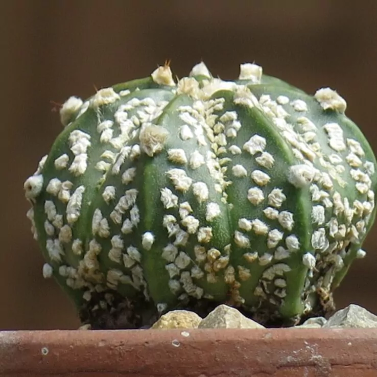 Best Indoor Cactus Varieties 7 Star Cactus — Astrophytum Asteria cv. Superkabuto