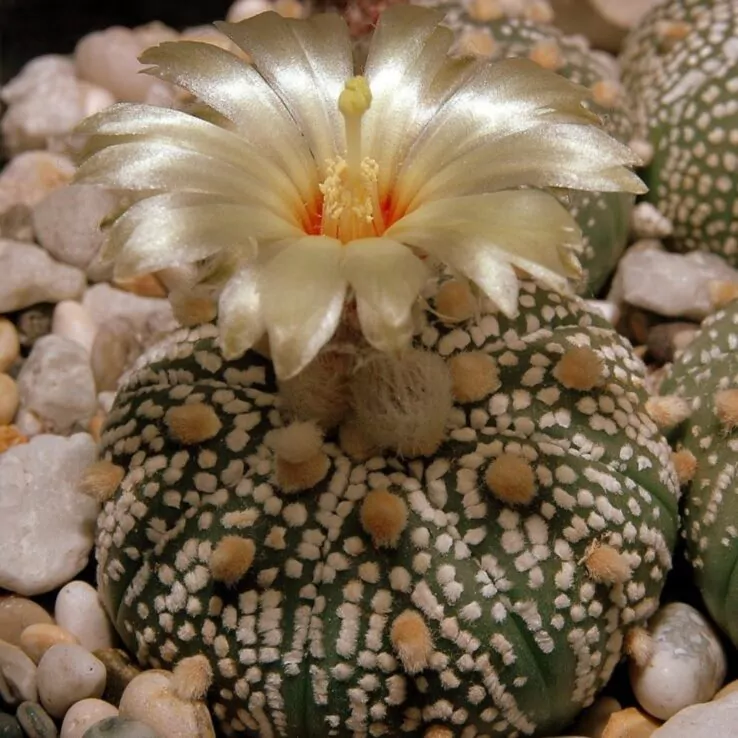 Best Indoor Cactus Varieties 30 Star Cactus (Urchin or Sand Dollar Cactus) — Astrophytum Asteria