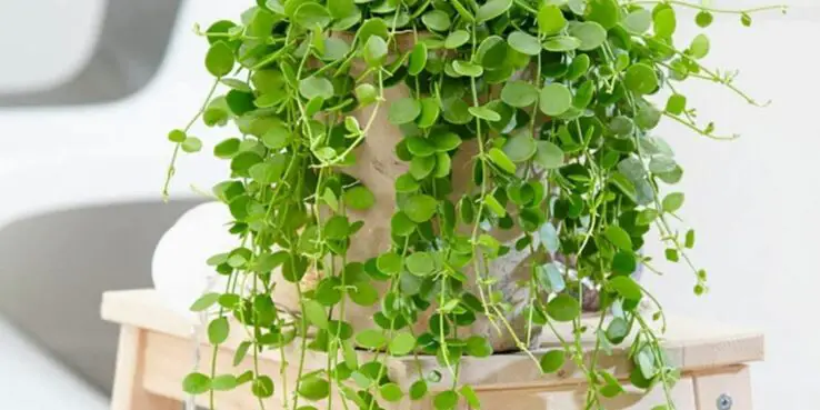 Most Popular Hanging Succulents 9 String Of Nickels (Dischidia Nummularia)