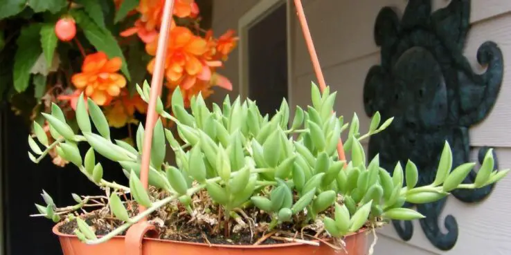 Growing and Caring for Succulents Indoors - Ultimate Guide 9 String of bananas