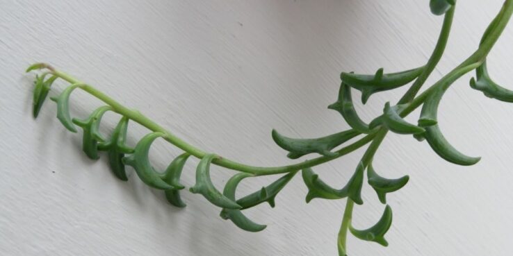 Most Popular Hanging Succulents 4 String of dolphins