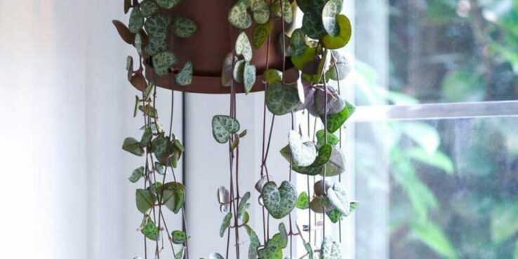 Most Popular Hanging Succulents 5 String of hearts
