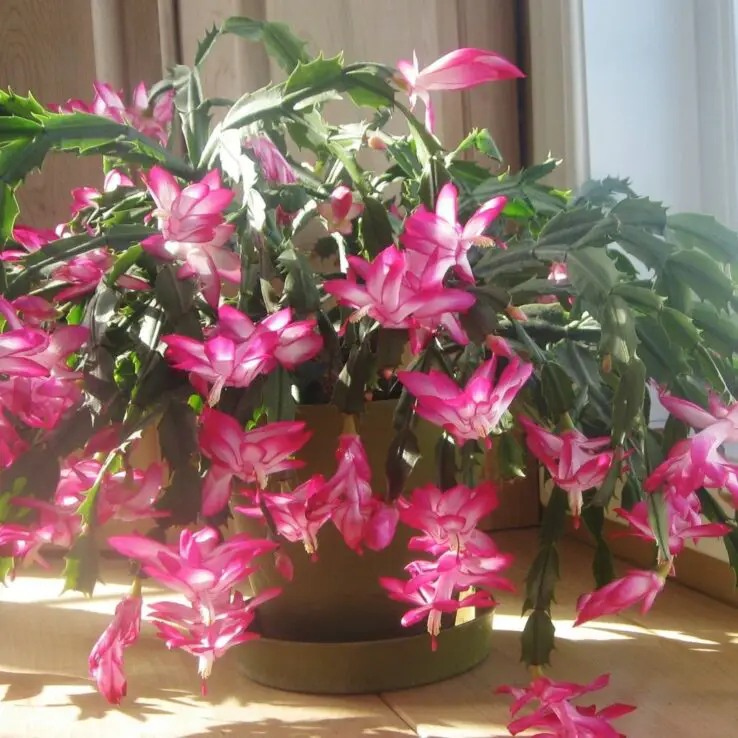 Best Indoor Cactus Varieties 28 Thanksgiving Cactus — Schlumbergera Truncata
