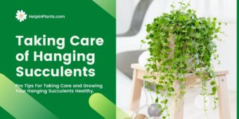 Pro Tips for taking care of hanging succulents Pro Tips for taking care of hanging succulents