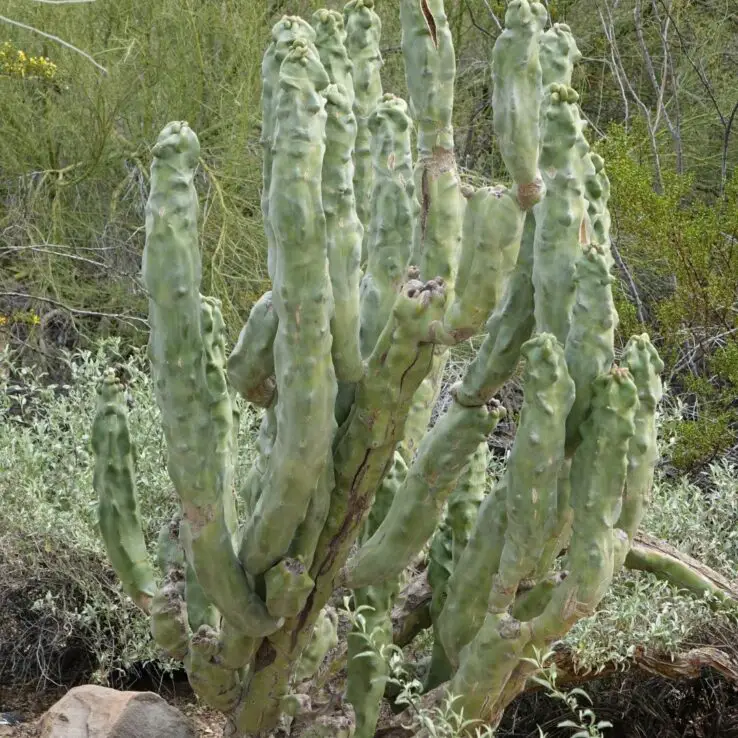 Best Indoor Cactus Varieties 22 Totem pole cactus — Pachycereus Schottii f. Monstrosus