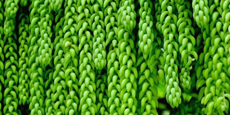 Growing and Caring for Succulents Indoors - Ultimate Guide 13 donkey tails succulent