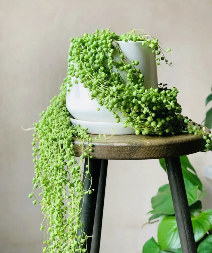 Growing and Caring for Succulents Indoors - Ultimate Guide 10 string of pearls succulent