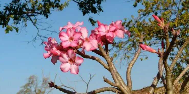 20+ Popular Flowering Succulents 13 Adenium desert rose plant bloom