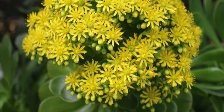 20+ Popular Flowering Succulents 16 Aeonium Blushing Beauty Bloom