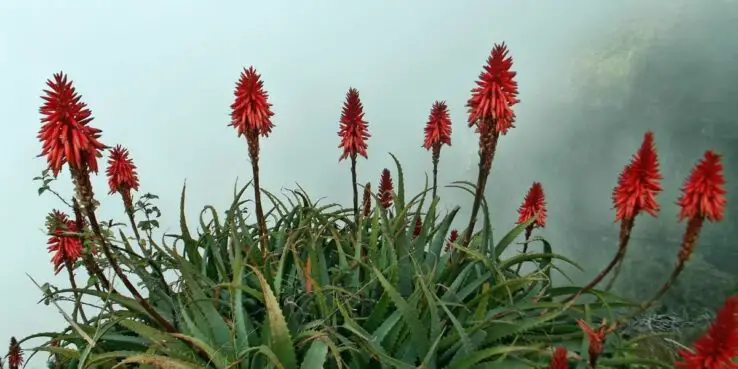 20+ Popular Flowering Succulents 15 Aloe Vera bloom