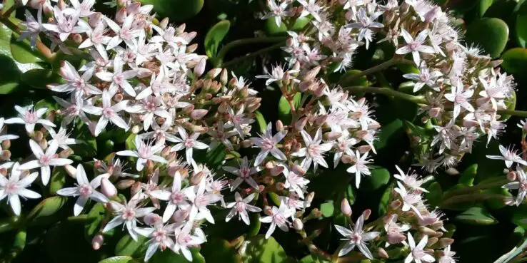 20+ Popular Flowering Succulents 1 Crassula Ovata 'Jade Plant' Blooming