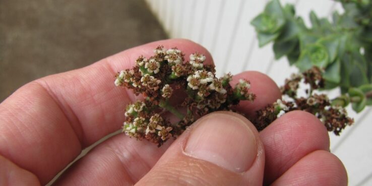 20+ Popular Flowering Succulents 4 Crassula Perforata (String of Buttons) bloom