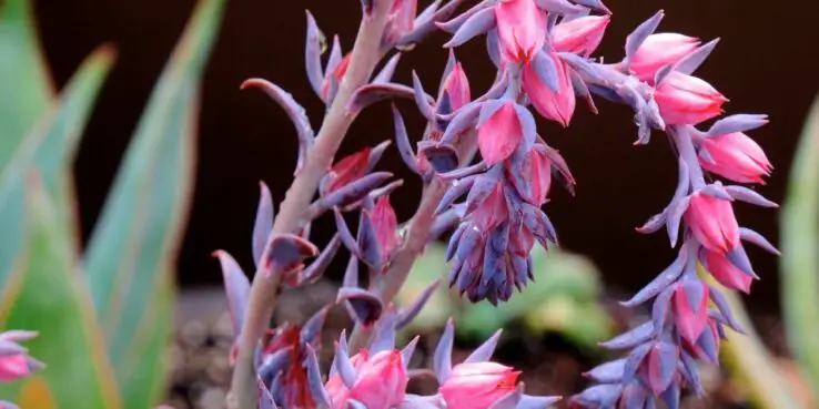 20+ Popular Flowering Succulents 14 Echeveria Afterglow bloom