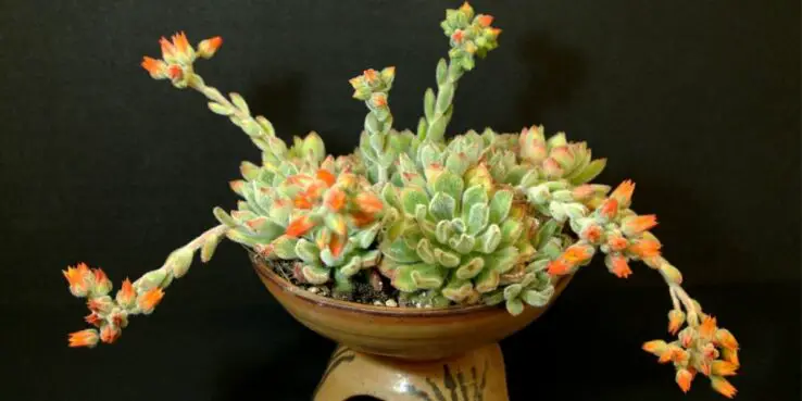 20+ Popular Flowering Succulents 21 Echeveria Doris Taylor Bloom