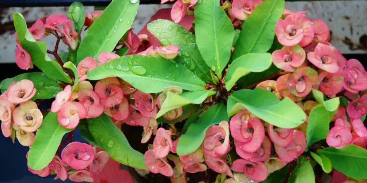 20+ Popular Flowering Succulents 5 Euphorbia Milii bloom