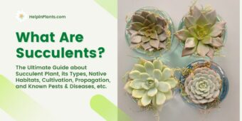 Everything about Succulent plant Everything about Succulent plant