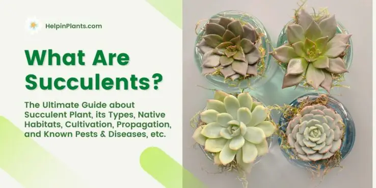 Everything about Succulent plant Everything about Succulent plant