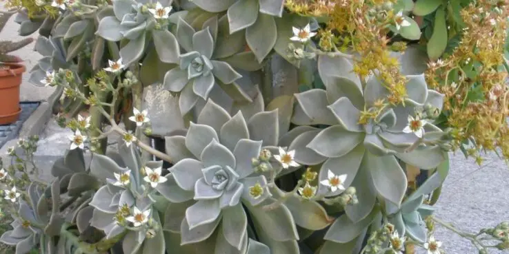 20+ Popular Flowering Succulents 17 Graptopetalum Paraguayense (Ghost Plant) Bloom