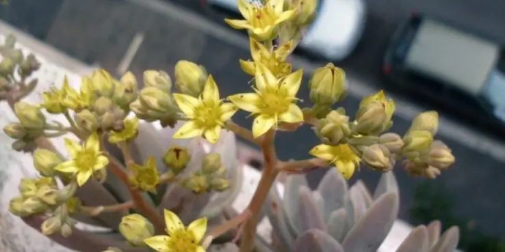 20+ Popular Flowering Succulents 18 Graptosedum Francesco Baldi Bloom
