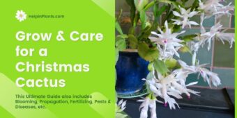 How to Grow and Care for Christmas Cacti, Thanksgiving cacti, Easter Cacti How to Grow and Care for a Christmas Cactus, Thanksgiving cactus, Easter Cactus