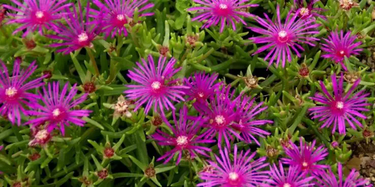 20+ Popular Flowering Succulents 12 Ice Plant (Delosperma cooperi) bloom