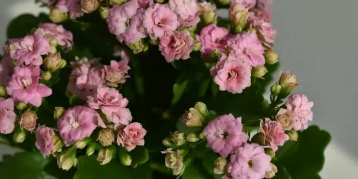 20+ Popular Flowering Succulents 6 Kalanchoe bloom