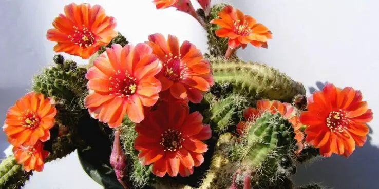 20+ Popular Flowering Succulents 8 Peanut Cactus bloom