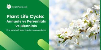 Plant Life Cycle: Annuals vs Perennials vs Biennials Plant Life Cycle: Annuals vs Perennials vs Biennials