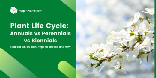 Plant Life Cycles: Perennial vs Annual vs Biennial