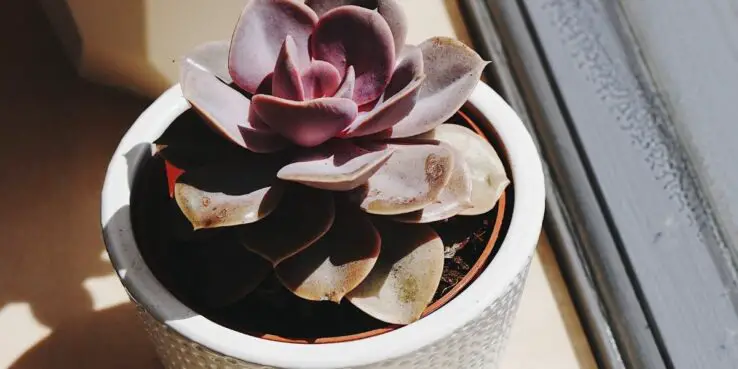 How to plant succulents - Step by Step Process 3 Planting Succulents in Pots step-by-step process
