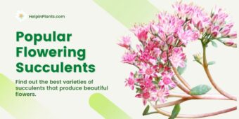 Popular flowering succulents Popular flowering succulents