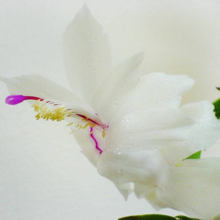 Growing Christmas Cactus 4 Schlumbergera truncata bloom