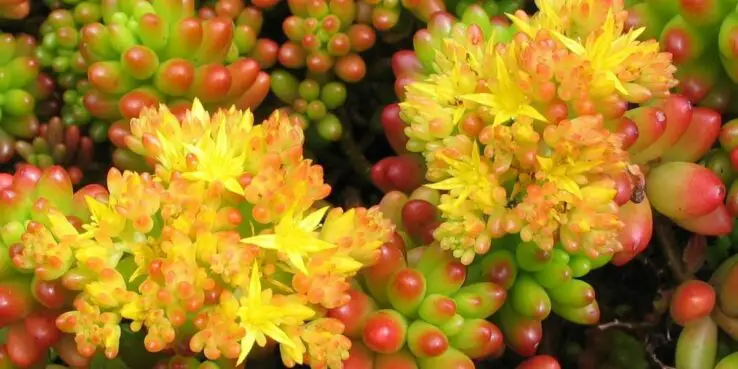20+ Popular Flowering Succulents 19 Sedum Rubrotinctum (Jelly Bean Plant) Bloom