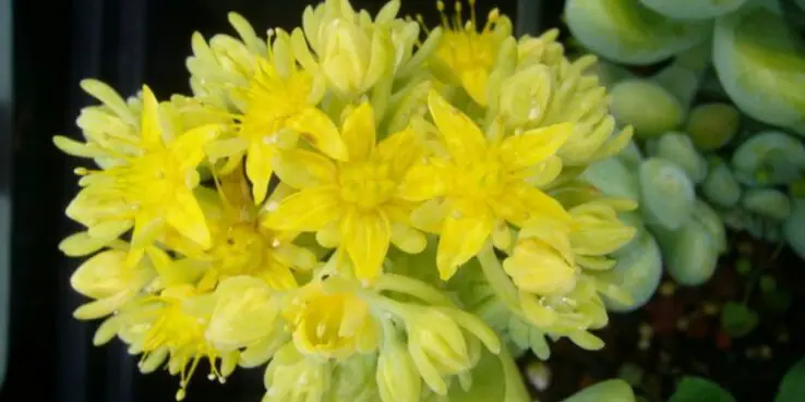 20+ Popular Flowering Succulents 20 Sedum Treleasei Rose Bloom