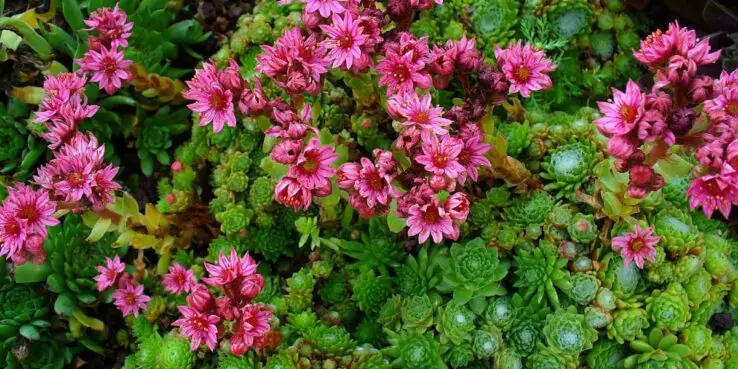 20+ Popular Flowering Succulents 11 Sempervivum Arachnoideum (Cobweb Hens and Chicks) Bloom