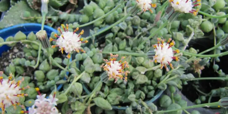 20+ Popular Flowering Succulents 7 Senecio Rowleyanus (String of Pearls) Bloom