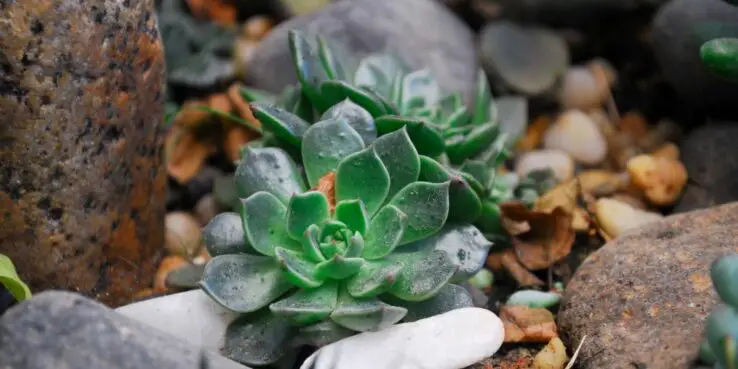 Succulent Plant 3 Succulent appearance