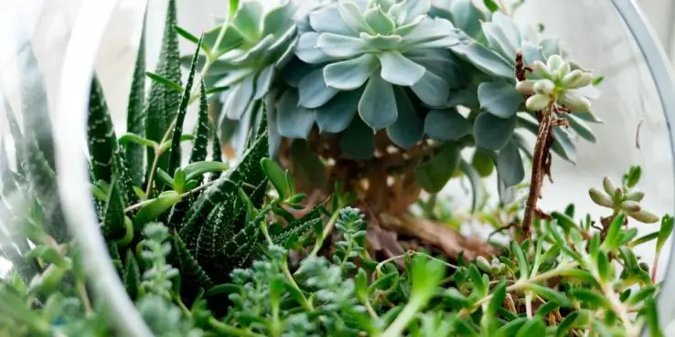 Succulent Plant 5 Succulents combination in a glass container