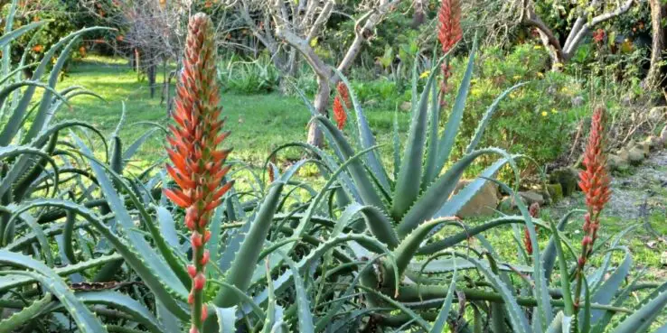 Succulent Plant 4 Succulents in nature, big aloe vera plants in nature